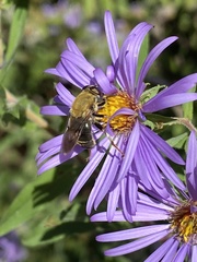 Pterallastes thoracicus