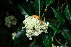 Hydrangea integrifolia