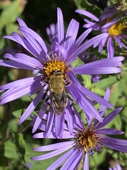 Pterallastes thoracicus