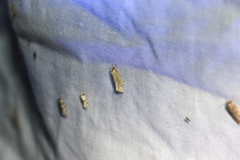 Neodactria luteolellus