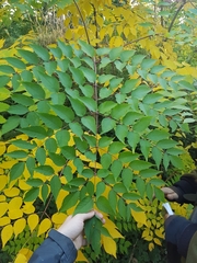 Aralia