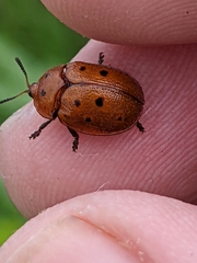 Chelymorpha phytophagica