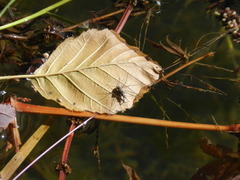 Neogerris hesione