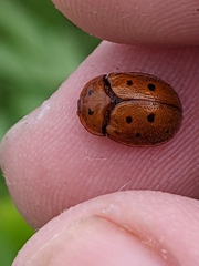 Chelymorpha phytophagica