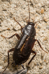 Periplaneta japonica