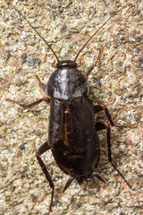 Periplaneta japonica