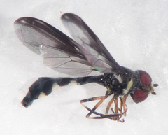 Pelecinobaccha costata