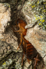 Periplaneta japonica