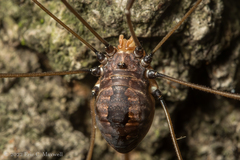 Leiobunum