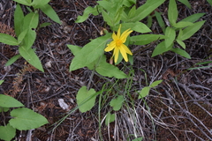Arnica cordifolia