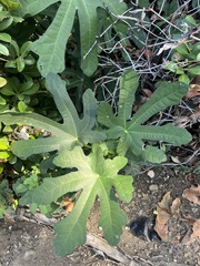 Ficus carica