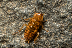 Periplaneta japonica