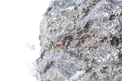Grapsus adscensionis