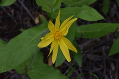 Arnica cordifolia