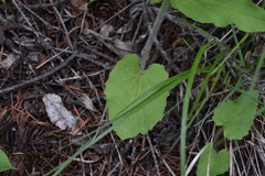 Arnica cordifolia