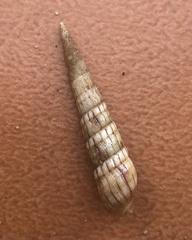 Myurella
