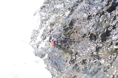 Grapsus adscensionis