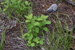Spiraea betulifolia