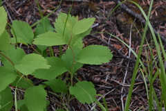 Spiraea betulifolia