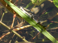 Neogerris hesione