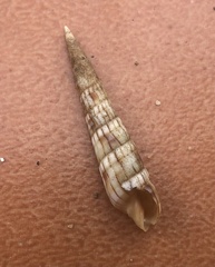 Myurella