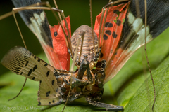 Hadrobunus maculosus