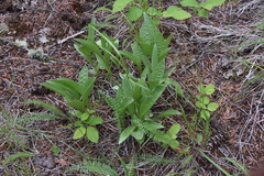 Antennaria anaphaloides