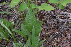 Antennaria anaphaloides