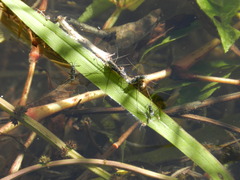 Neogerris hesione