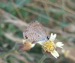 Hemiargus ceraunus astenidas