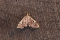 Deuterophysa asychanalis