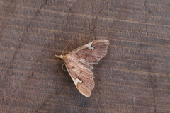 Deuterophysa asychanalis