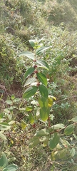 Miconia rubra