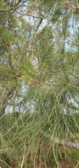 Casuarina cunninghamiana