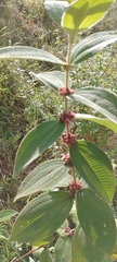 Miconia rubra