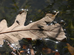 Neogerris hesione