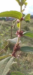 Miconia rubra