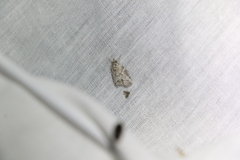 Isotenes miserana
