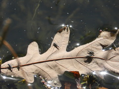 Neogerris hesione