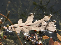 Neogerris hesione