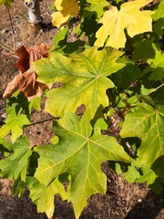 Acer macrophyllum