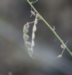 Desmodium viridiflorum