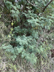 Mimosoideae