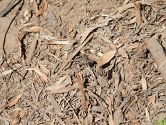 Bombyliidae