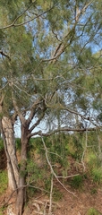 Casuarina cunninghamiana