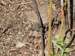 Bombyliidae
