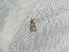 Isotenes miserana