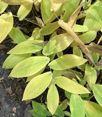 Uvularia grandiflora