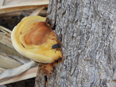 Phloeodes diabolicus