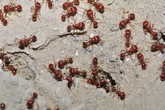 Pogonomyrmex barbatus